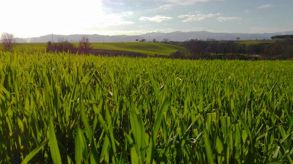 Gennaio  il nuovo grano colora la terra