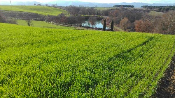 Gennaio  il nuovo grano colora la terra